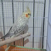 طوطی عروس