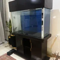 اکواریوم