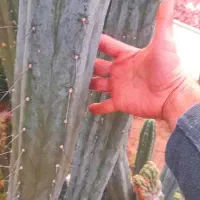 فروش کاکتوس پایه ای میرتلو نقره ای سنپدرو چرمی
