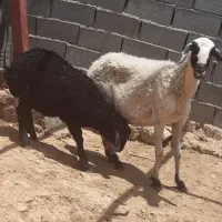 میش بره دار و بره نر