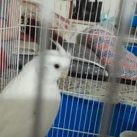 نر.