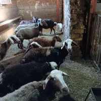 میش بره