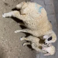 تعدادی بره