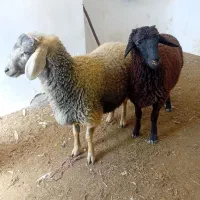 ۲ رس بره نر
