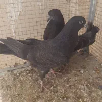 کاشونی سیاه