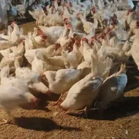 مرغ‌تخمگذار‌سفید