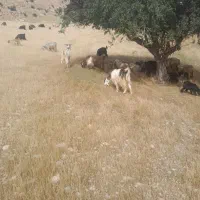 فروش چند جفت بز چاق بازدید لالی.قیمت توافقی