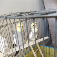 عروس هلندی