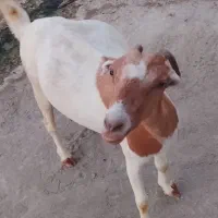 بز آبستن
