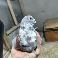 اسباب بازی