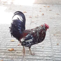 مرغ و خروس گلین