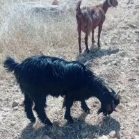 بز و بیگ