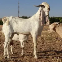 گوسفند