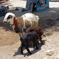 میش دوقلو