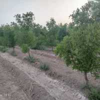 باغ فروشی تقاب