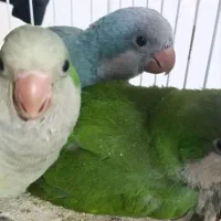 طوطی