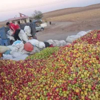 خریدار سیب بادریز و...