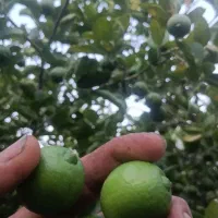 لیمو  آبدار محلی ارگانیک بدون هیچ مواد تقویتی ۱۷۰