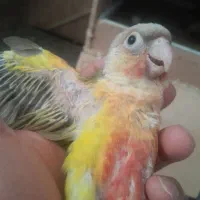 جوجه گیرینچیک سرلاکی