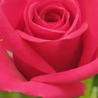 نیرو خانم برای گلخانه گل رز