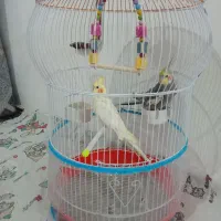 یک جفت عروس بالغ