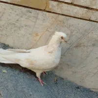 کفتر سفید کاکلی