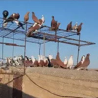 7تاکبوتر درجه یک