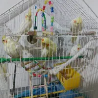 ۳ عدد عروس هلندی قیمت مناسب