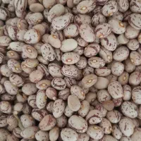 فروش ویژه لوبیا چیتی