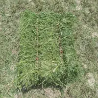 یونجه خالص