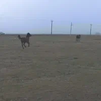 اسب|اسب و تجهیزات اسب‌سواری|نمین, |دیوار