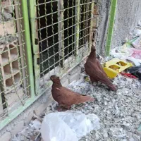 یک جفت سرخ رنگ خونی شهرستانی