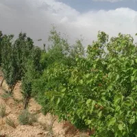باغ