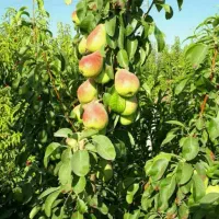 ارائه نهال گلابی اسپادانا گلدانی