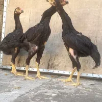 جوجه مرغ و خروس اوشامو(( گردن لرزون))