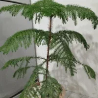 گل آپارتمانی کاج مطبق