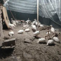 جوجه بوقلمون بیوتی 6