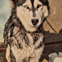 سگ هاسکی|سگ|اهواز, اسلام آباد غربی|دیوار