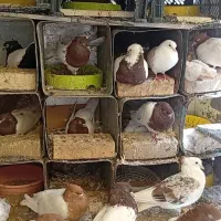 تعدادی پرنده به شرط
