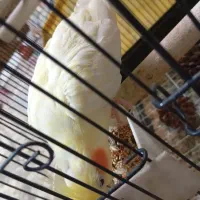 یک جفت عروس هلندی