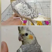 عروس هلندی