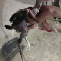 جوجه لاری افغان