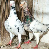 کبوتر رنگی و سار درشت معاوضه با گندم