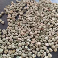 بذر نخود فرنگی شما را خریداریم