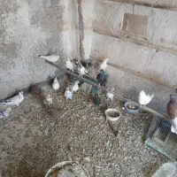 تعدادی کبوتر فروشی اصل کاشان