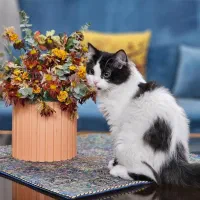 بچه گربه