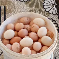 تخم مرغ نطفه دار تازه