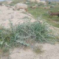 باسلام فروش ۶۵راس میش بره دار و۲عددقوچ سالار