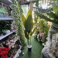 درختچه بابا آدم وپرنده بهشتی و نیکولای بزرگ