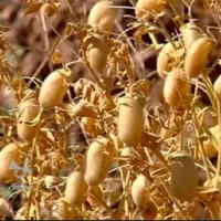 کارگر برای دسکنه برای یکشنبه